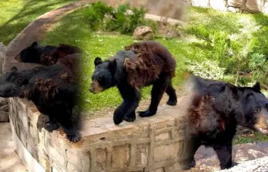 Invierno: Osos del Sahuatoba cambian de pelaje