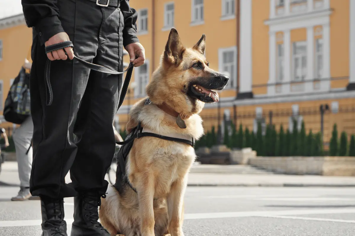 Grof, era un perro K9, un pastor belga especializado en la detección de narcóticos, explosivos, dinero y armas.