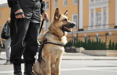 Sancionados, policías responsables por muerte de grof, el perro K9