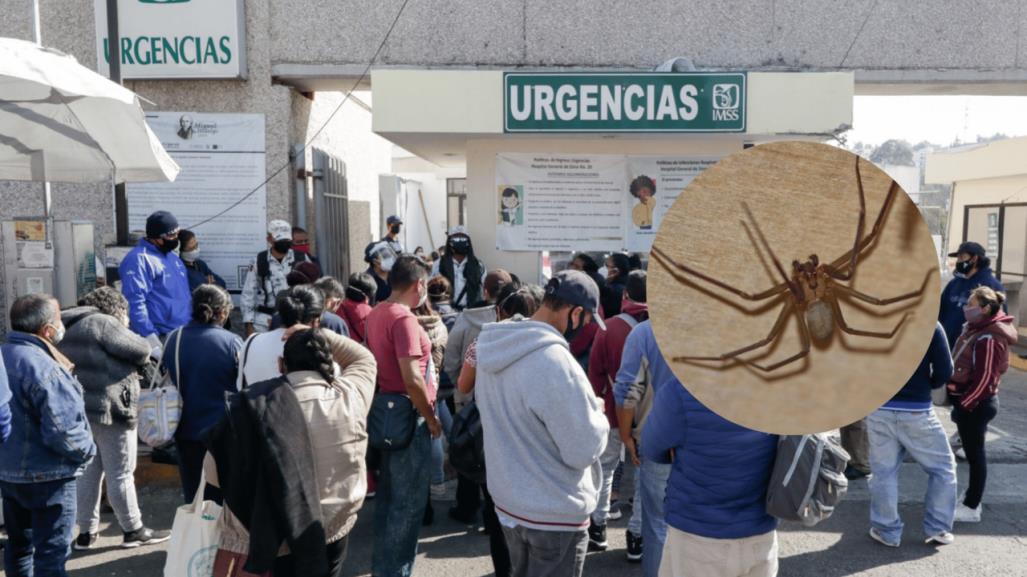 Puebla, sin antídoto para veneno de araña violinista; crecen casos en hospitales