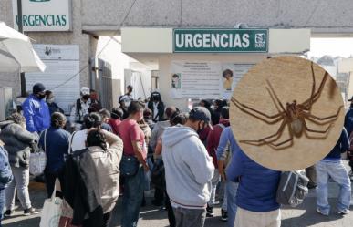 Puebla, sin antídoto para veneno de araña violinista; crecen casos en hospitales