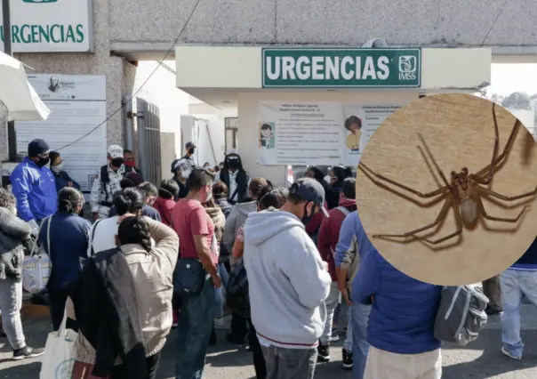 Puebla, sin antídoto para veneno de araña violinista; crecen casos en hospitales