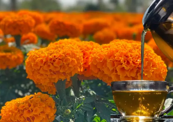 Cempasúchil: Conoce qué enfermedades cura esta flor del Día de Muertos