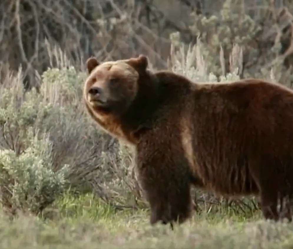 Muere famosa osa grizzly en Wyoming; fue atropellada