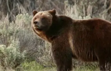 Muere famosa osa grizzly en Wyoming; fue atropellada