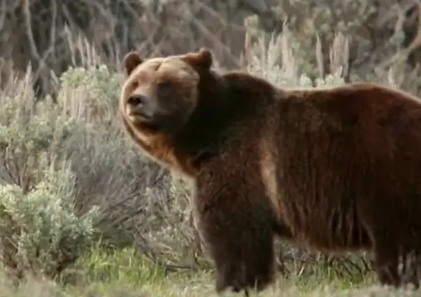 Muere famosa osa grizzly en Wyoming; fue atropellada