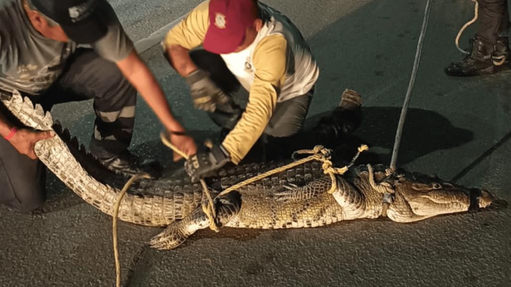 Altamira: continúan las capturas de cocodrilos en áreas urbanas