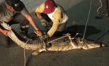 Altamira: continúan las capturas de cocodrilos en áreas urbanas