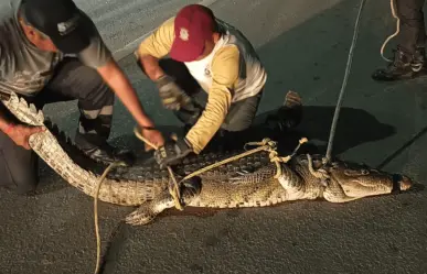 Altamira: continúan las capturas de cocodrilos en áreas urbanas