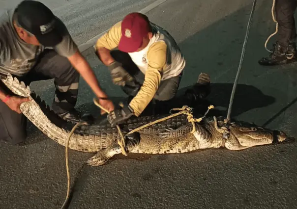 Altamira: continúan las capturas de cocodrilos en áreas urbanas