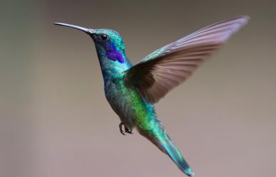 ¿Qué significa el colibrí para los mayas y por qué es bueno verlo en tu jardín?