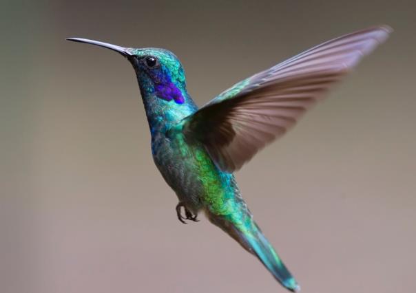 ¿Qué significa el colibrí para los mayas y por qué es bueno verlo en tu jardín?