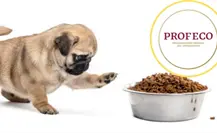 Estas son las croquetas para perro más baratas y con más proteína, según Profeco Estas son las croquetas para perro más baratas y con más proteína, según Profeco