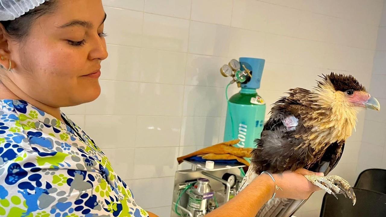 Águila Cara Cara atendida en el Zoológico Sahuatoba. Foto: Zoológico Sahuatoba.