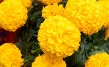 Datos que debes conocer sobre la flor de Cempasúchil