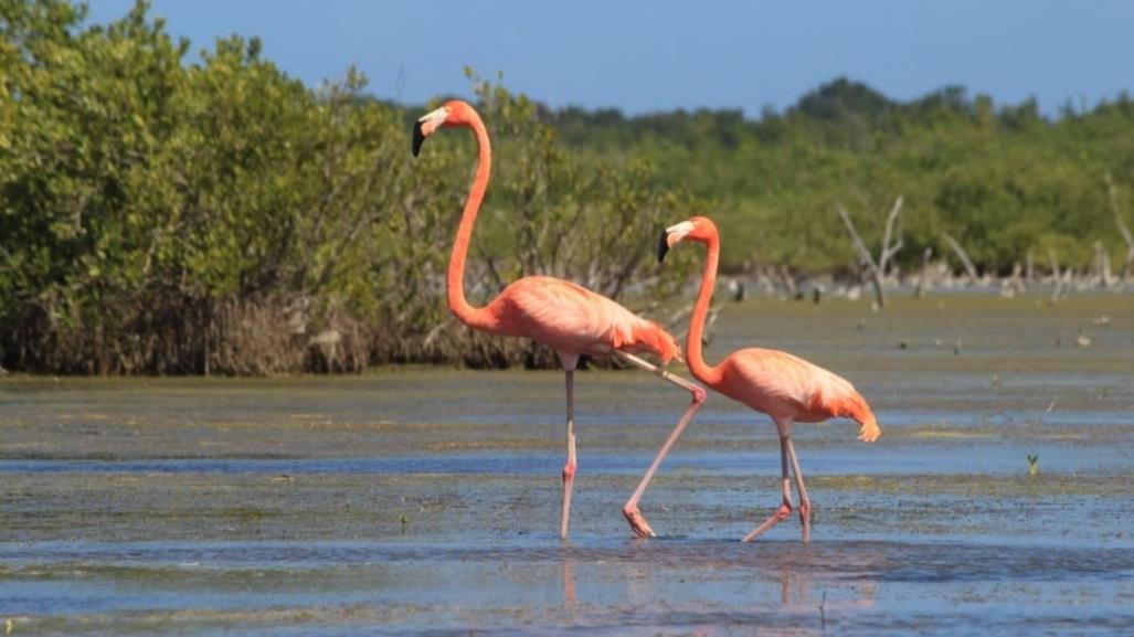 Flamencos: ¿Cuál es su ruta migratoria durante el invierno?