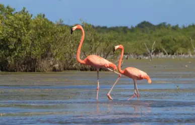 Flamencos: ¿Cuál es su ruta migratoria durante el invierno?