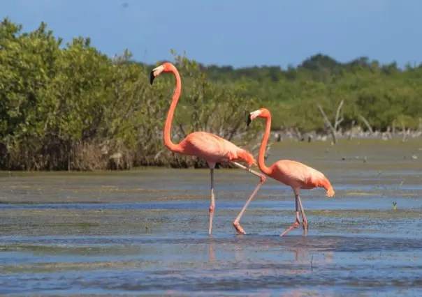 Flamencos: ¿Cuál es su ruta migratoria durante el invierno?