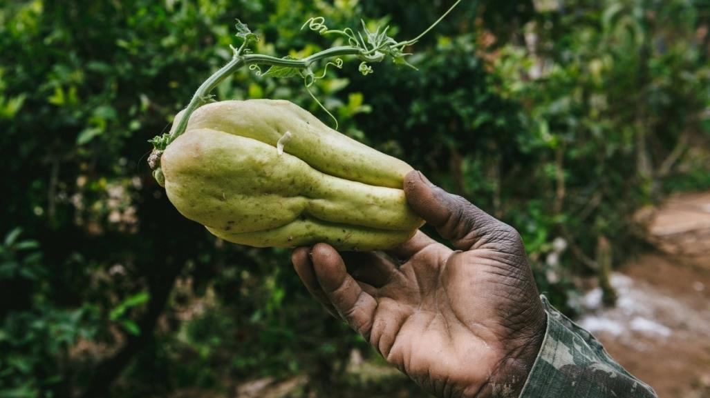 Chayote: esta es la mejor temporada para cosechar los frutos en Nuevo León