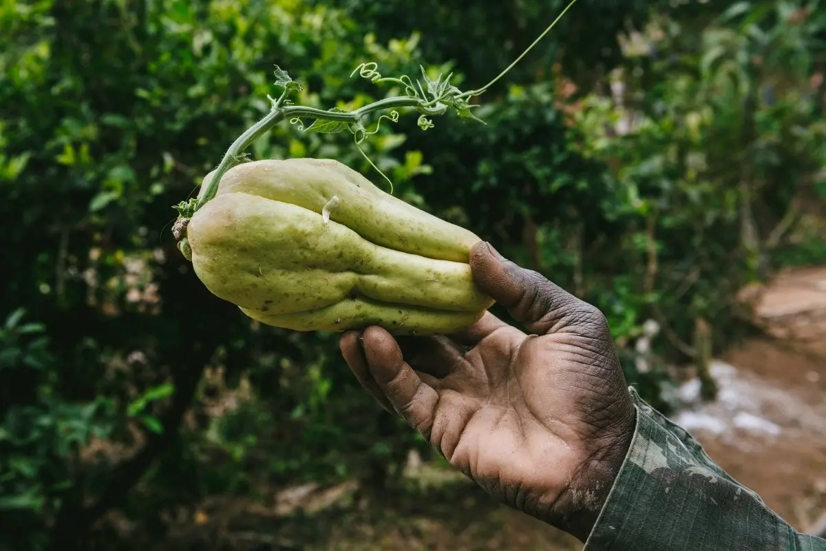 Imagen ilustrativa de un chayote. Foto: Canva