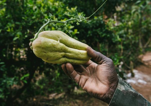 Chayote: esta es la mejor temporada para cosechar los frutos en Nuevo León