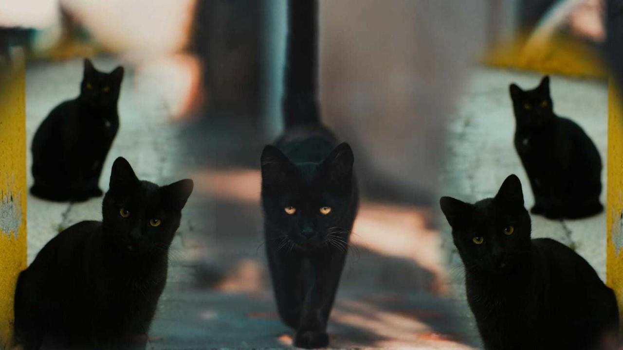 Durante esta temporada grupos de ambientalistas han advertido sobre no dar en adopción a gatos de color negro. Foto: Cortesía.