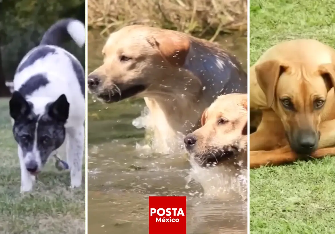 Los perros están en una nueva fase evolutiva: científicos explican cómo la oxitocina y el vínculo humano-perro están impulsando cambios que los hacen aún más cariñosos y leales. Foto: YouTube