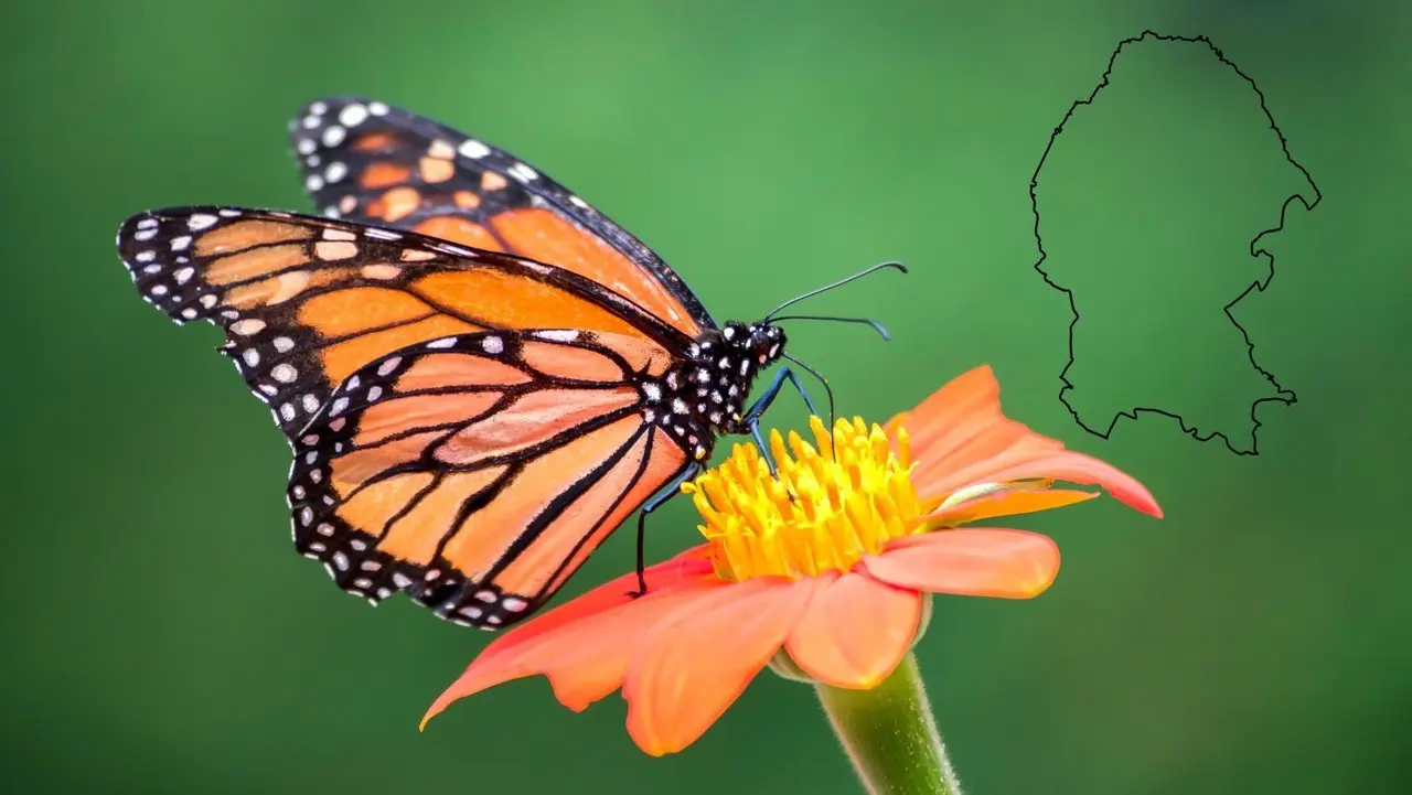 La Mariposa Monarca enfrenta distintas amenazas en su paso por Coahuila. (Fotografía: Canva)