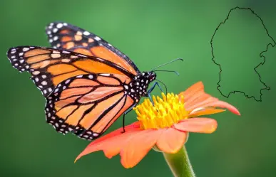 Mariposa Monarca en Coahuila, esta es la recomendación de Medio Ambiente