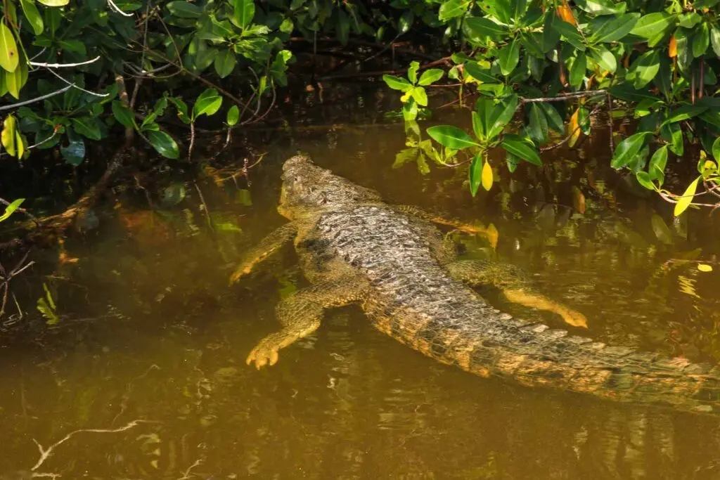 Río Lagartos ha mejorado la calidad de vida de su comunidad a través del turismo. Foto: Coox Mayab