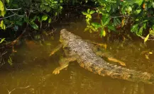 ¿Por qué Río Lagartos es ideal para experiencias nocturnas con cocodrilos?