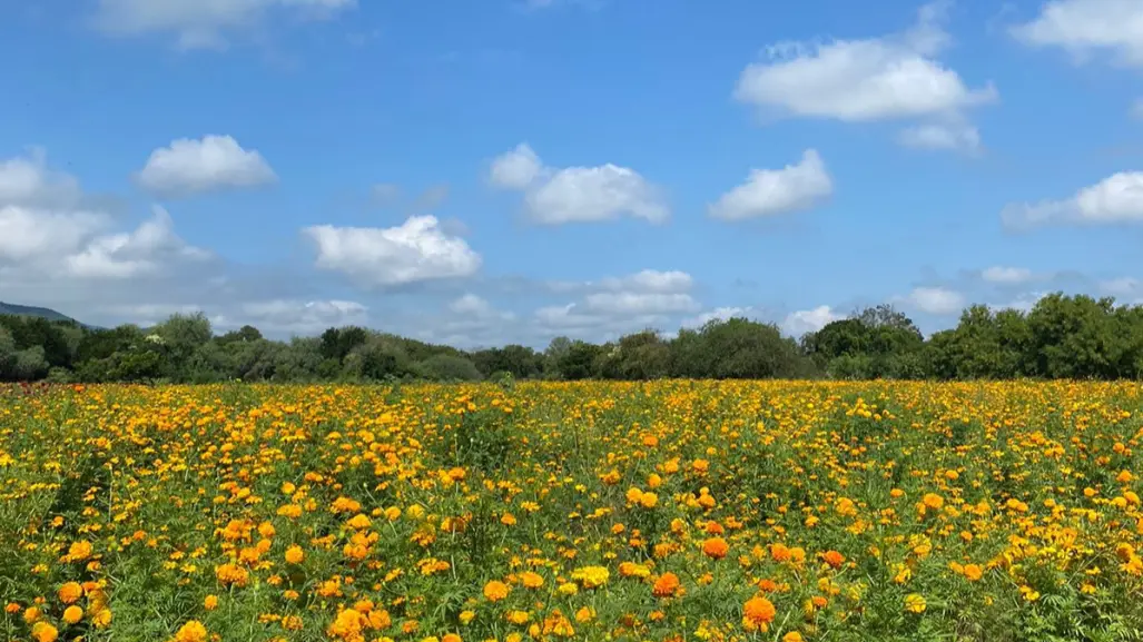 ¿Cuál es y cómo llegar al campo de flor de cempasúchil más bonito de Tamaulipas?