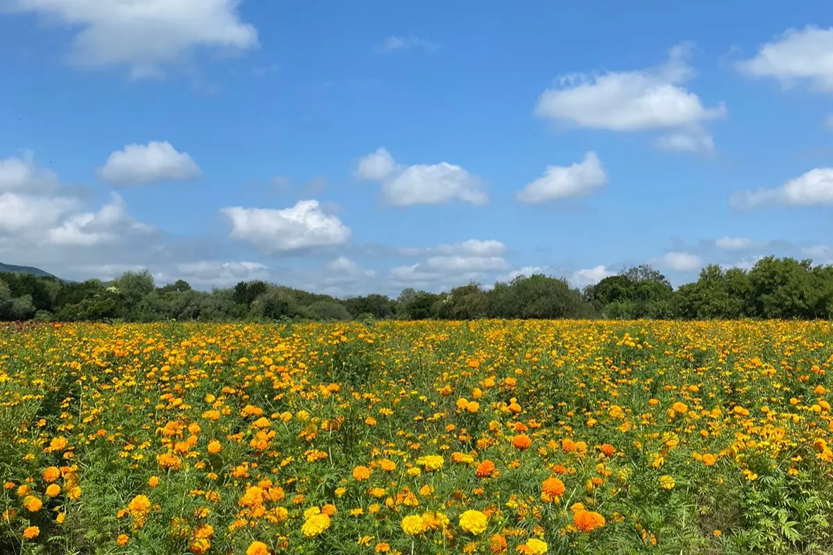 Campo de cempasúchil a las afueras de Ciudad Victoria. Foto: Sanju Pineda