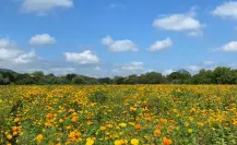 ¿Cuál es y cómo llegar al campo de flor de cempasúchil más bonito de Tamaulipas?