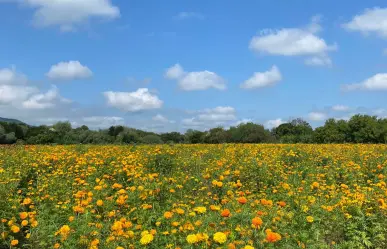 ¿Cuál es y cómo llegar al campo de flor de cempasúchil más bonito de Tamaulipas?