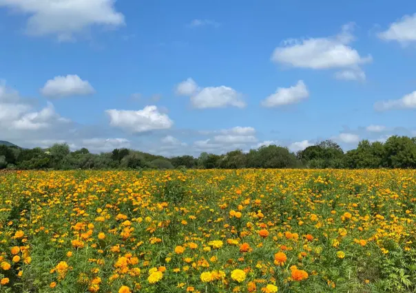 ¿Cuál es y cómo llegar al campo de flor de cempasúchil más bonito de Tamaulipas?