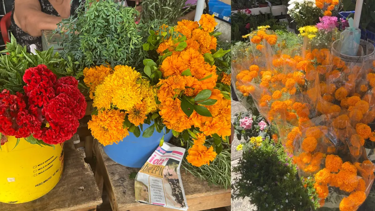 Esta flor es originaria de Michoacán, Guanajuato y Estado de México Foto: Patricia Euan