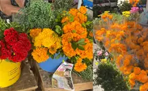 Flor de Cempasúchil: ¿Cuál es su significado y cómo ayuda a las ánimas? Flor de Cempasúchil: ¿Cuál es su significado y cómo ayuda a las ánimas?