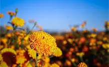 Cempasúchil: La leyenda de la flor que nació del dolor de Xóchitl y Huitztilin