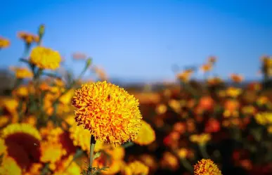 Cempasúchil: La leyenda de la flor que nació del dolor de Xóchitl y Huitztilin