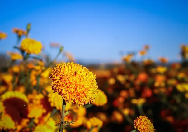 Cempasúchil: La leyenda de la flor que nació del dolor de Xóchitl y Huitztilin