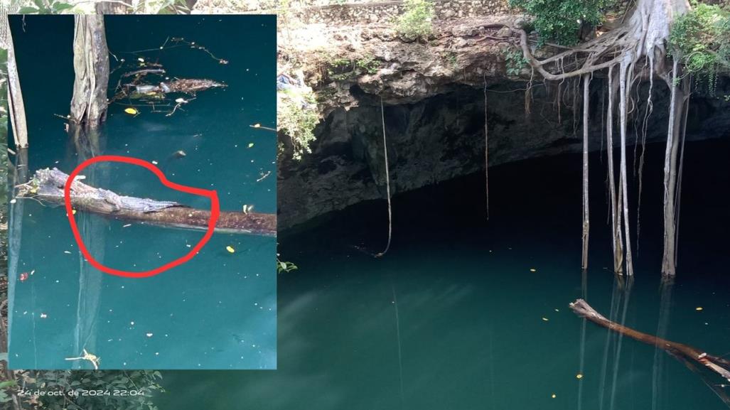 Encuentran a cocodrilo atrapado en un cenote de Yucatán (FOTOS)