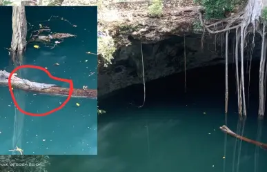 Encuentran a cocodrilo atrapado en un cenote de Yucatán (FOTOS)