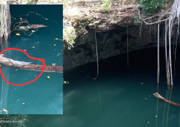 Encuentran a cocodrilo atrapado en un cenote de Yucatán (FOTOS)