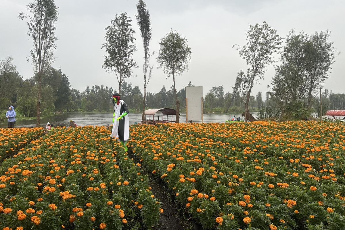 Campo de flores en Xochimilco por celebraciones. Foto: @lilianadeluna