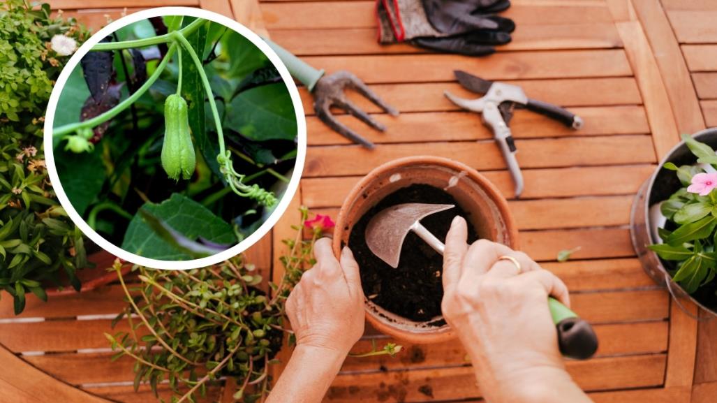 Chayotes en casa: así puedes crear tu propio huerto fácilmente