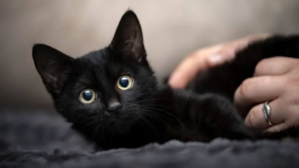 Halloween: ¿Por qué debes proteger a tu gato negro en octubre ?