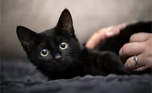 Halloween: ¿Por qué debes proteger a tu gato negro en octubre ?