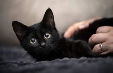 Halloween: ¿Por qué debes proteger a tu gato negro en octubre ?