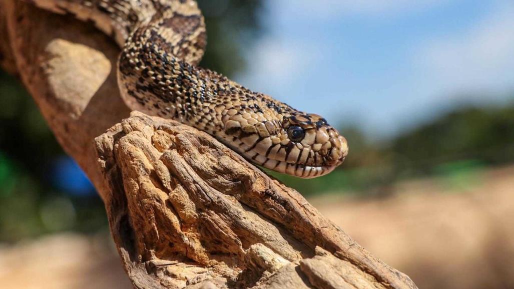 El zoológico de Tamatán y su fauna mundial ¿los conoces?